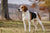 Understanding American Foxhound Temperament