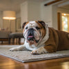 Understanding American Staffordshire Terrier Temperament: The Heart of a Loyal Companion