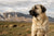 Understanding Anatolian Shepherd Personality Traits