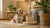 Understanding Anatolian Shepherd Personality Traits: A Guide for Potential Owners