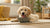 Understanding Anatolian Shepherd Temperament: A Comprehensive Guide for Aspiring Pet Owners