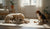 Understanding and Addressing Dog Jealousy: How Do I Stop My Dog's Jealous Behavior?