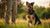 Understanding and Managing Territorial Aggressive Behavior in Dogs