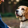 Understanding Appeasement Behavior in Dogs: A Comprehensive Guide