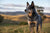 Understanding Australian Cattle Dog Personality Traits: A Comprehensive Guide