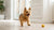 Understanding Australian Shepherd Health Problems: A Comprehensive Guide for Pet Owners