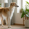 Understanding Australian Shepherd Temperament: The Perfect Blend of Energy and Affection