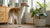Understanding Australian Shepherd Temperament: The Perfect Blend of Energy and Affection