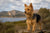 Understanding Australian Terrier Personality Traits: A Deep Dive into Their Character