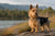 Understanding Australian Terrier Temperament: A Comprehensive Guide