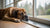 Understanding Barbet Health Problems: A Comprehensive Guide for Pet Owners