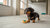 Understanding Barbet Personality Traits: The Affectionate French Water Dog