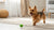 Understanding Barbet Temperament: A Comprehensive Guide for Prospective Owners