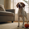 Understanding Basenji Health Problems: A Comprehensive Guide for Pet Owners