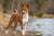 Understanding Basenji Temperament and Personality