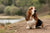 Understanding Basset Hound Personality Traits: A Comprehensive Guide