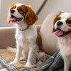 Understanding Basset Hound Temperament: A Guide for Potential Owners