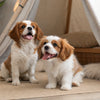 Understanding Beagle Personality Traits: A Comprehensive Guide
