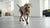Understanding Bearded Collie Temperament: A Comprehensive Guide for Dog Owners