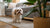 Understanding Beauceron Personality Traits: A Comprehensive Guide for Dog Lovers