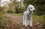 Understanding Bedlington Terrier Personality Traits: A Comprehensive Guide