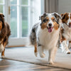 Understanding Bernese Mountain Dog Health Problems: A Comprehensive Guide for Pet Owners