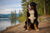 Understanding Bernese Mountain Dog Personality Traits
