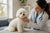Understanding Bichon Frise Health Problems: A Comprehensive Guide for Pet Owners