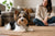 Understanding Biewer Terrier Personality Traits