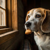 Understanding Biewer Terrier Temperament: A Comprehensive Guide