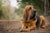 Understanding Bloodhound Personality Traits