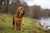 Understanding Bloodhound Temperament and Personality