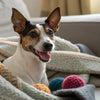 Understanding Bluetick Coonhound Personality Traits: A Comprehensive Guide for Enthusiasts