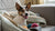 Understanding Bluetick Coonhound Personality Traits: A Comprehensive Guide for Enthusiasts