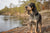 Understanding Bluetick Coonhound Personality Traits: A Comprehensive Guide for Enthusiasts