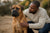 Understanding Boerboel Temperament and Loyalty
