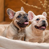 Understanding Bolognese Health Problems: A Comprehensive Guide for Pet Owners