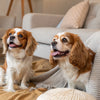 Understanding Border Collie Temperament: The Perfect Companion for Active Homes