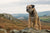 Understanding Border Terrier Personality Traits: A Comprehensive Guide