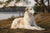 Understanding Borzoi Personality Traits