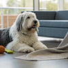Understanding Bouvier des Flandres Health Problems: What Every Owner Should Know