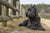 Understanding Bouvier des Flandres Personality Traits