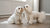 Understanding Bouvier des Flandres Personality Traits: The Heart of a Loyal Companion