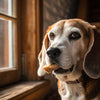 Understanding Boxer Personality Traits: The Joyful Heart of a Loyal Companion
