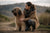 Understanding Briard Personality Traits: A Deep Dive into This Unique Breed