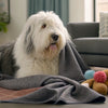 Understanding Brittany Health Problems: What Every Owner Should Know