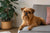 Understanding Brussels Griffon Personality Traits