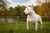 Understanding Bull Terrier Personality Traits and Temperament