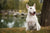 Understanding Bull Terrier Temperament: A Comprehensive Guide for Dog Lovers