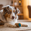 Understanding Bulldog Health Problems: What Every Bulldog Parent Should Know